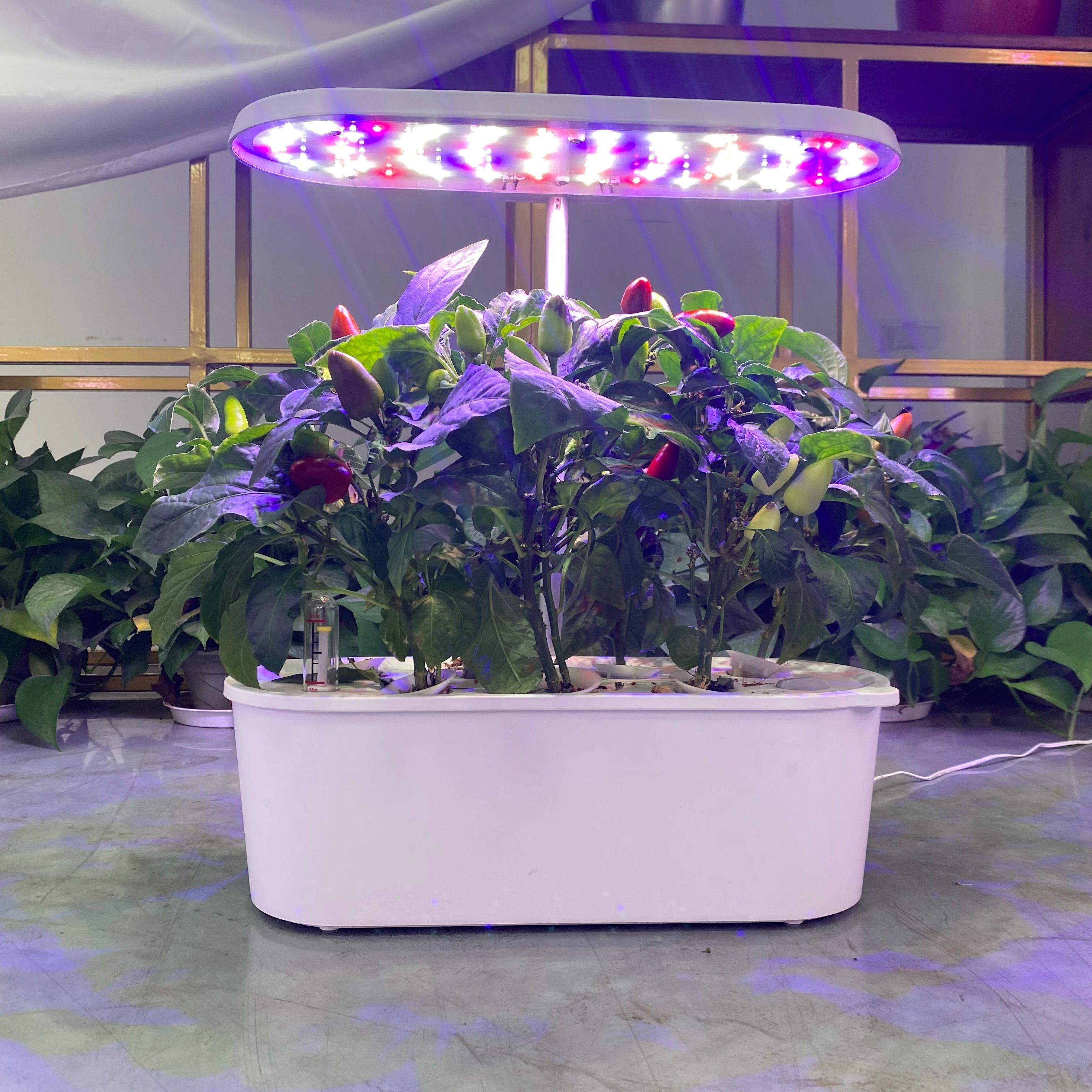 EcoBloom Smart Garden Kit