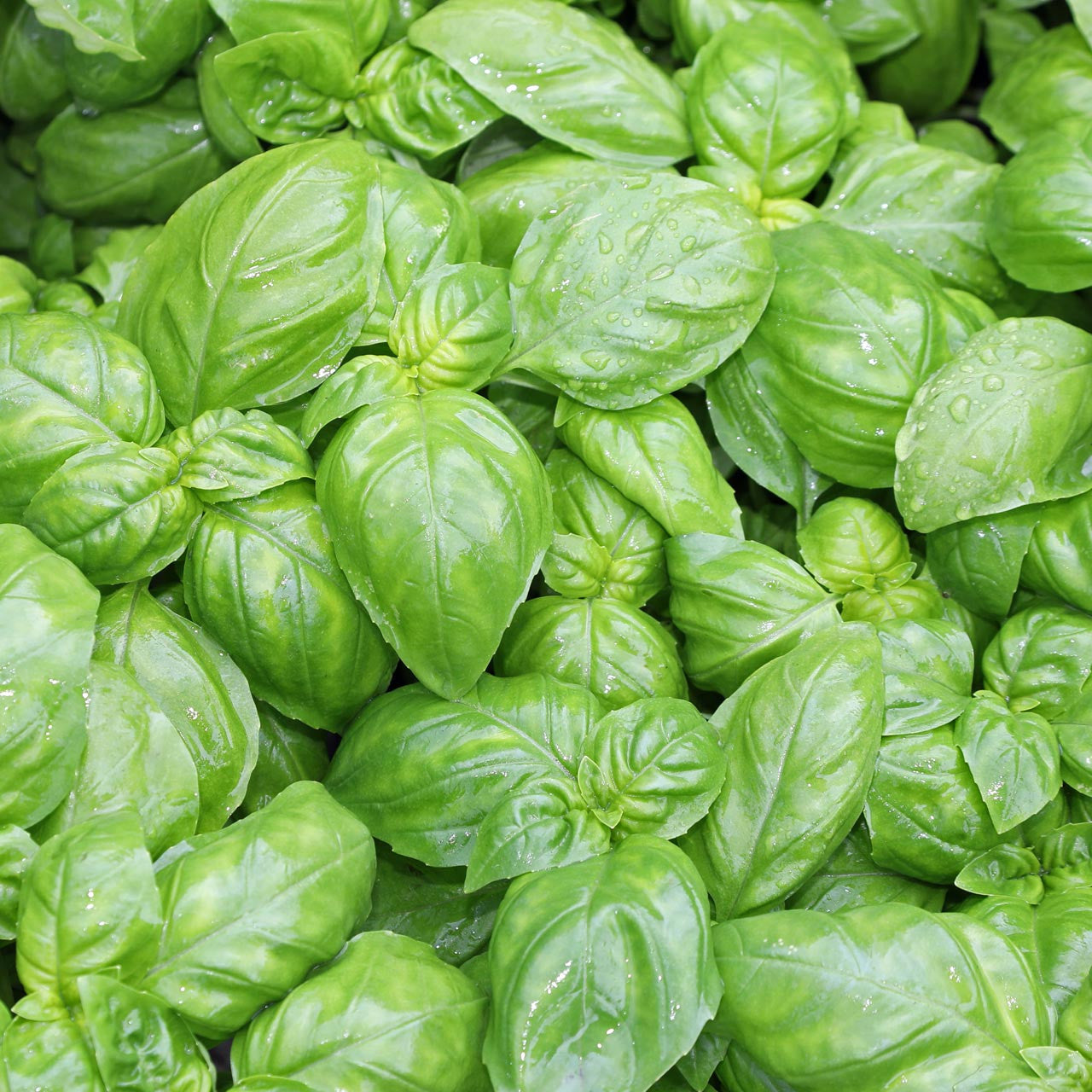 Basil Seeds