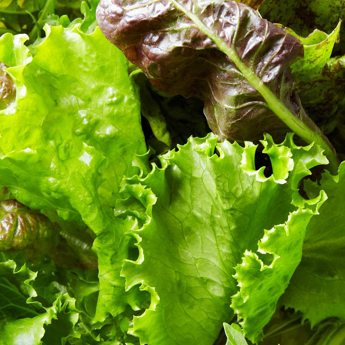 Lettuce Seeds