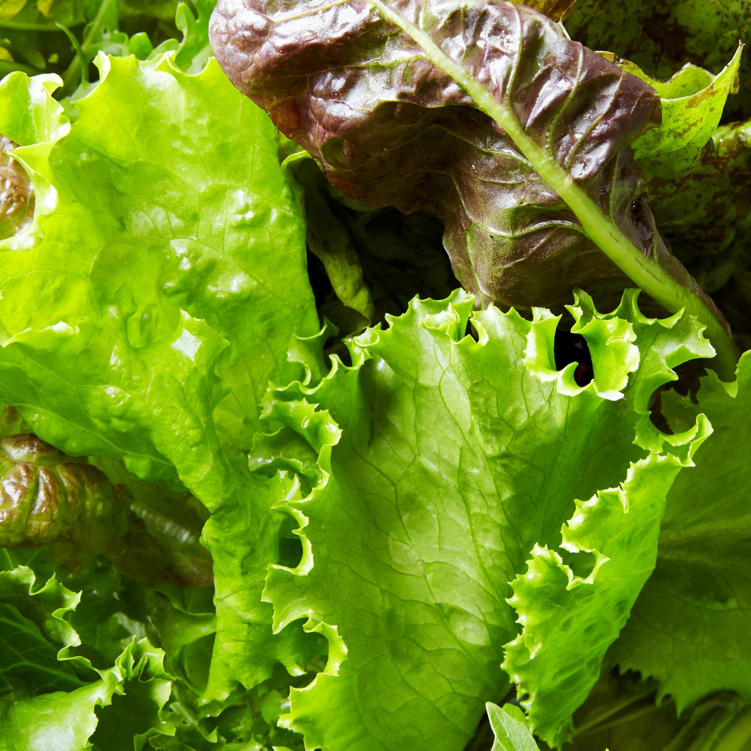 Lettuce Seeds