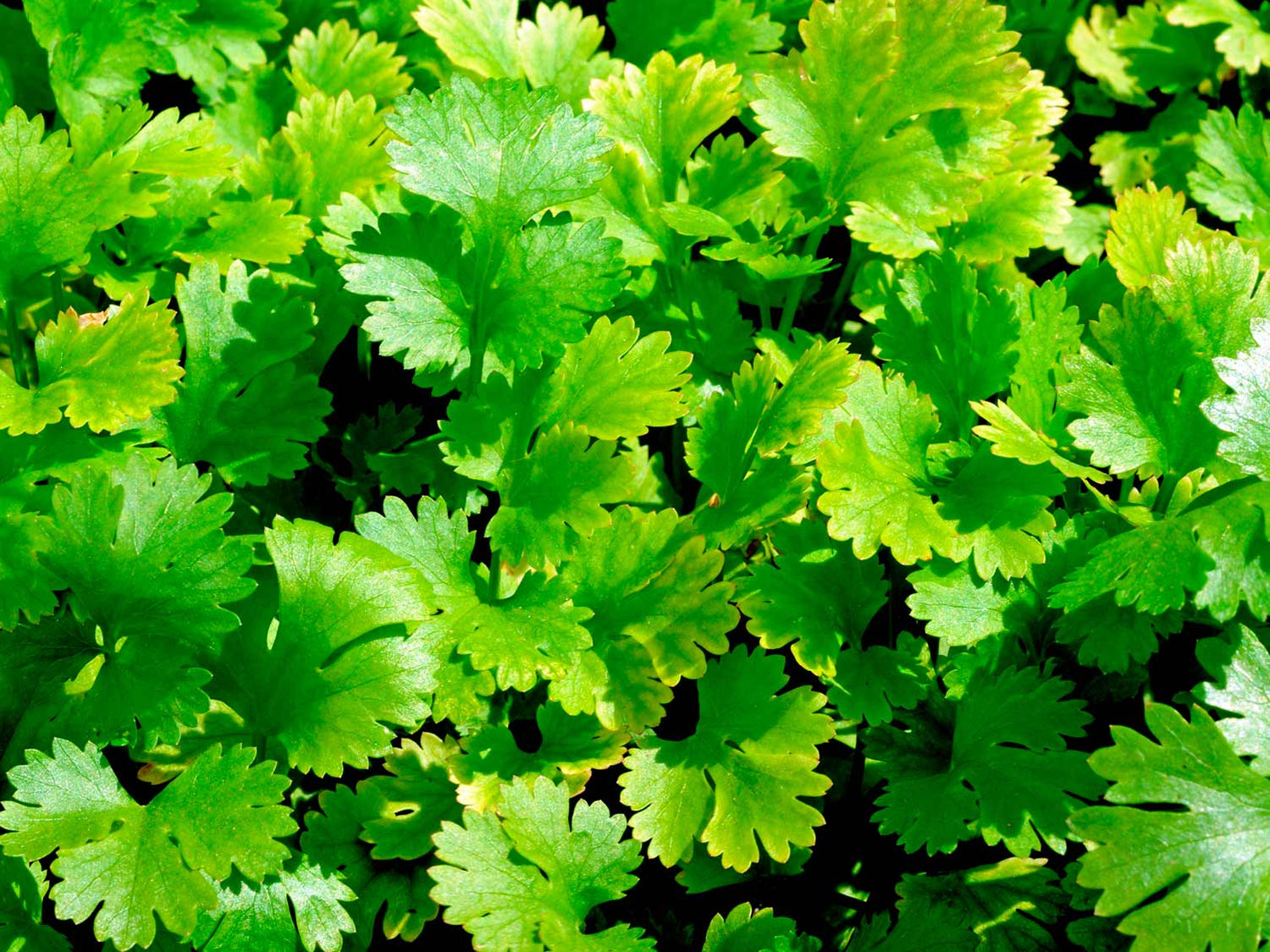 Coriander Seeds