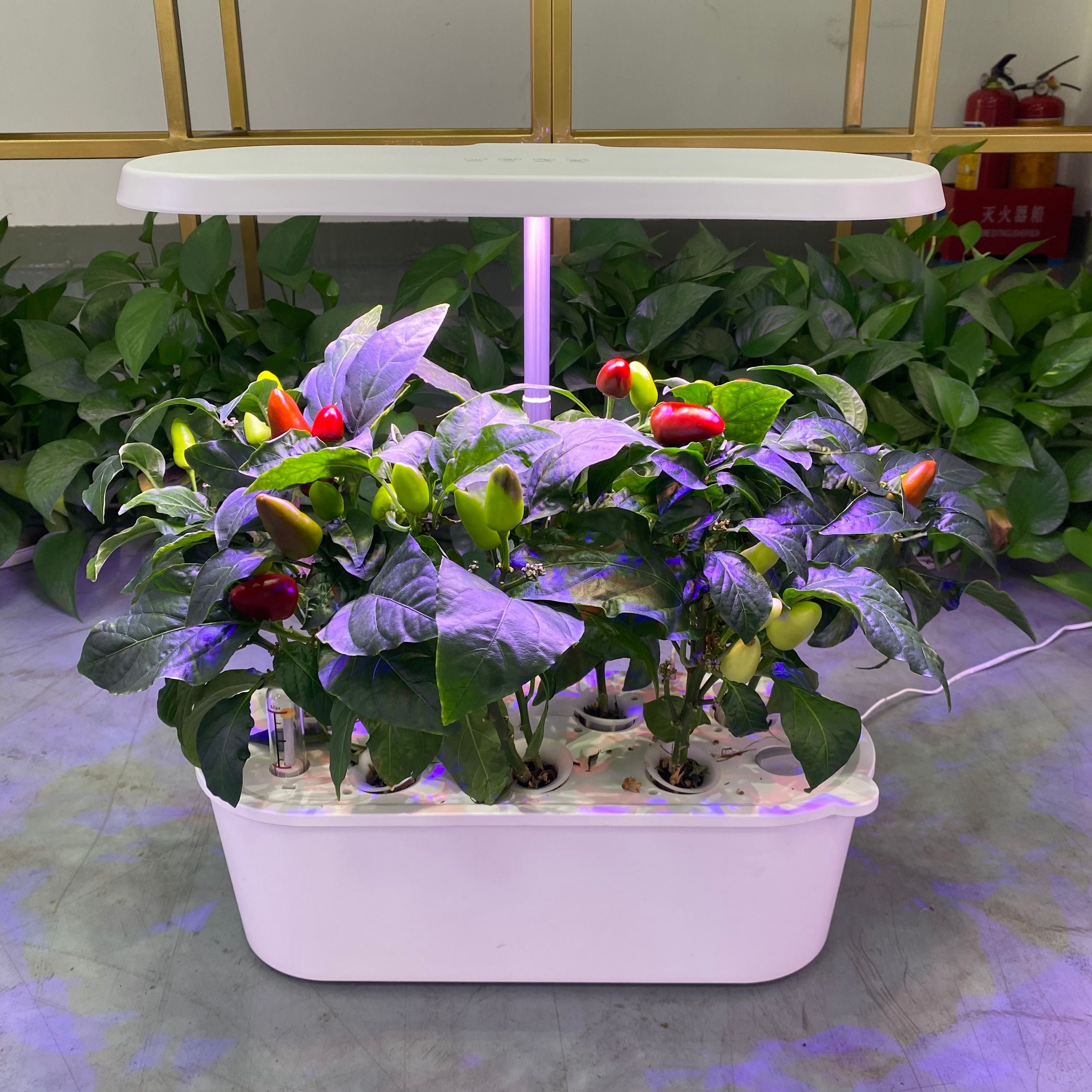 EcoBloom Smart Garden Kit