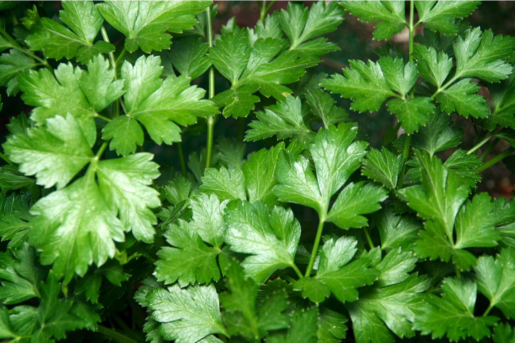 Italian Parsley Seeds